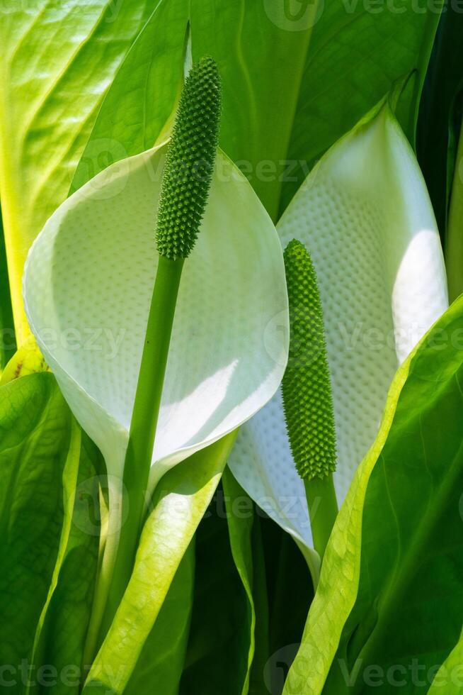 White skunk cabbage, Lysichitum camtschatcense photo