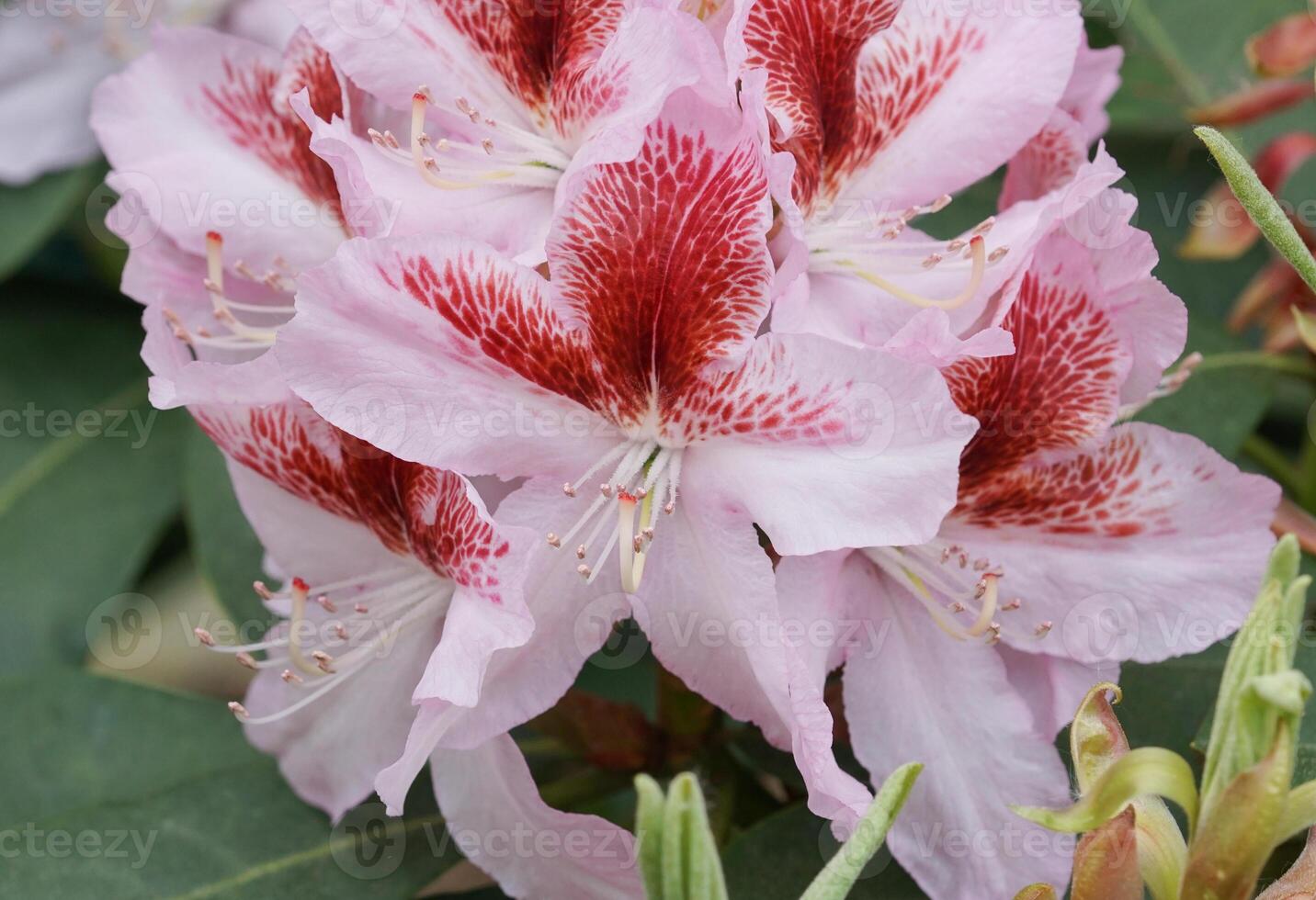 Close up of Rhododendron Belami photo