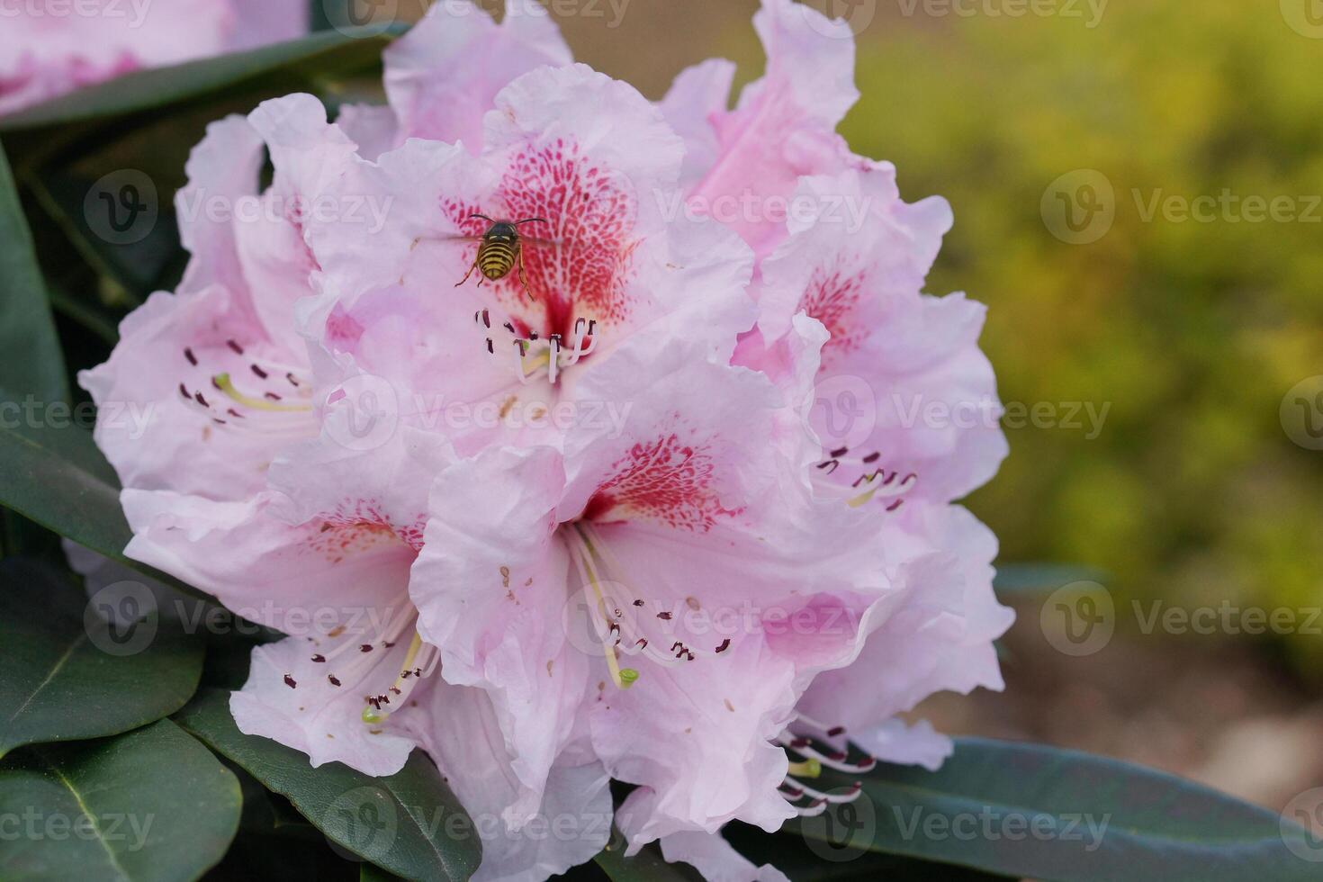 Rhododendron, herald of spring, flower of the gardens photo