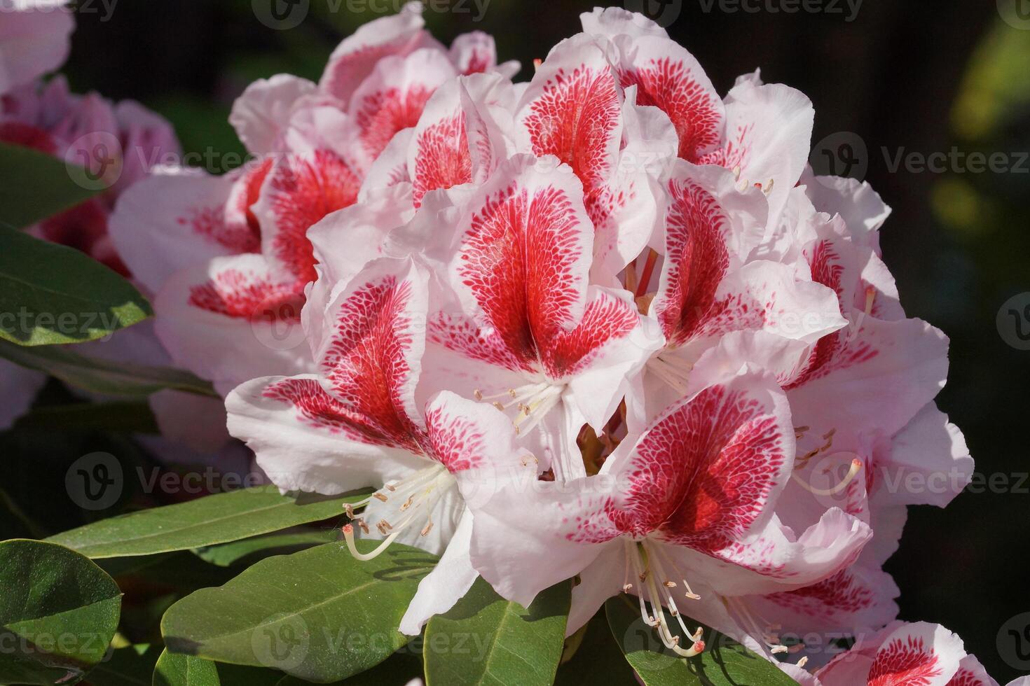 Rhododendron, herald of spring, flower of the gardens photo