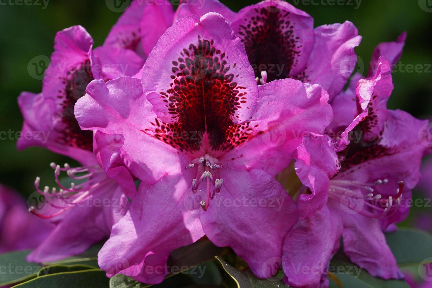 Rhododendron, herald of spring, flower of the gardens photo
