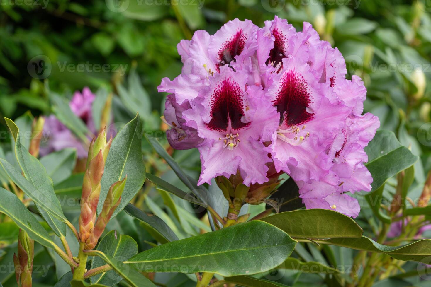 Rhododendron Hybrid Kabarett, Rhododendron hybrid photo