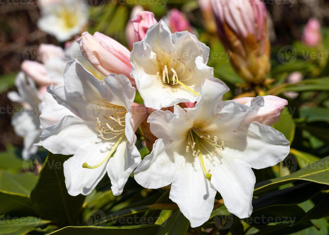 Rhododendron Hybrid Dufthecke, Rhododendron hybrid photo