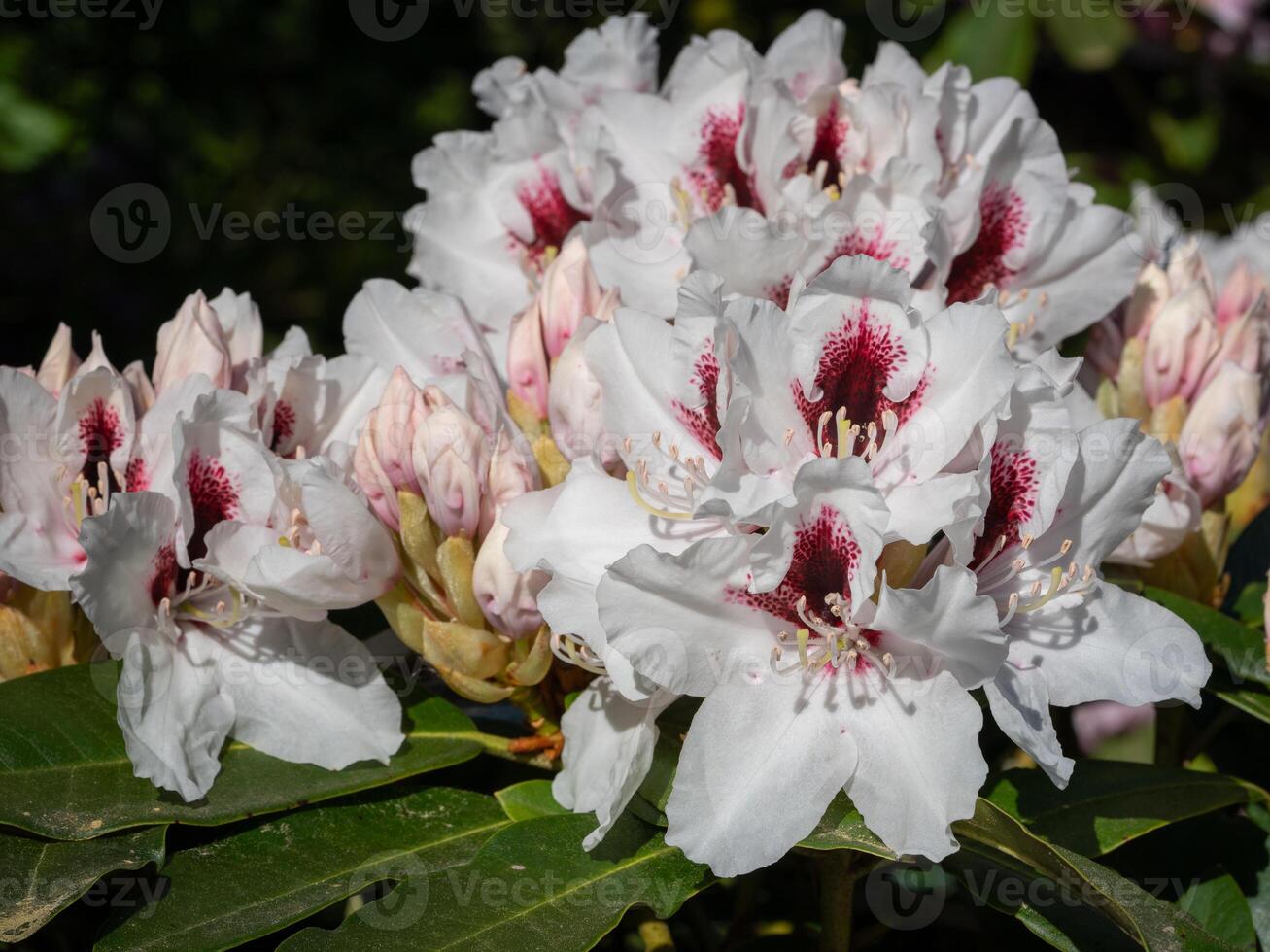 Rhododendron Hybrid Picobelo, Rhododendron hybrid photo