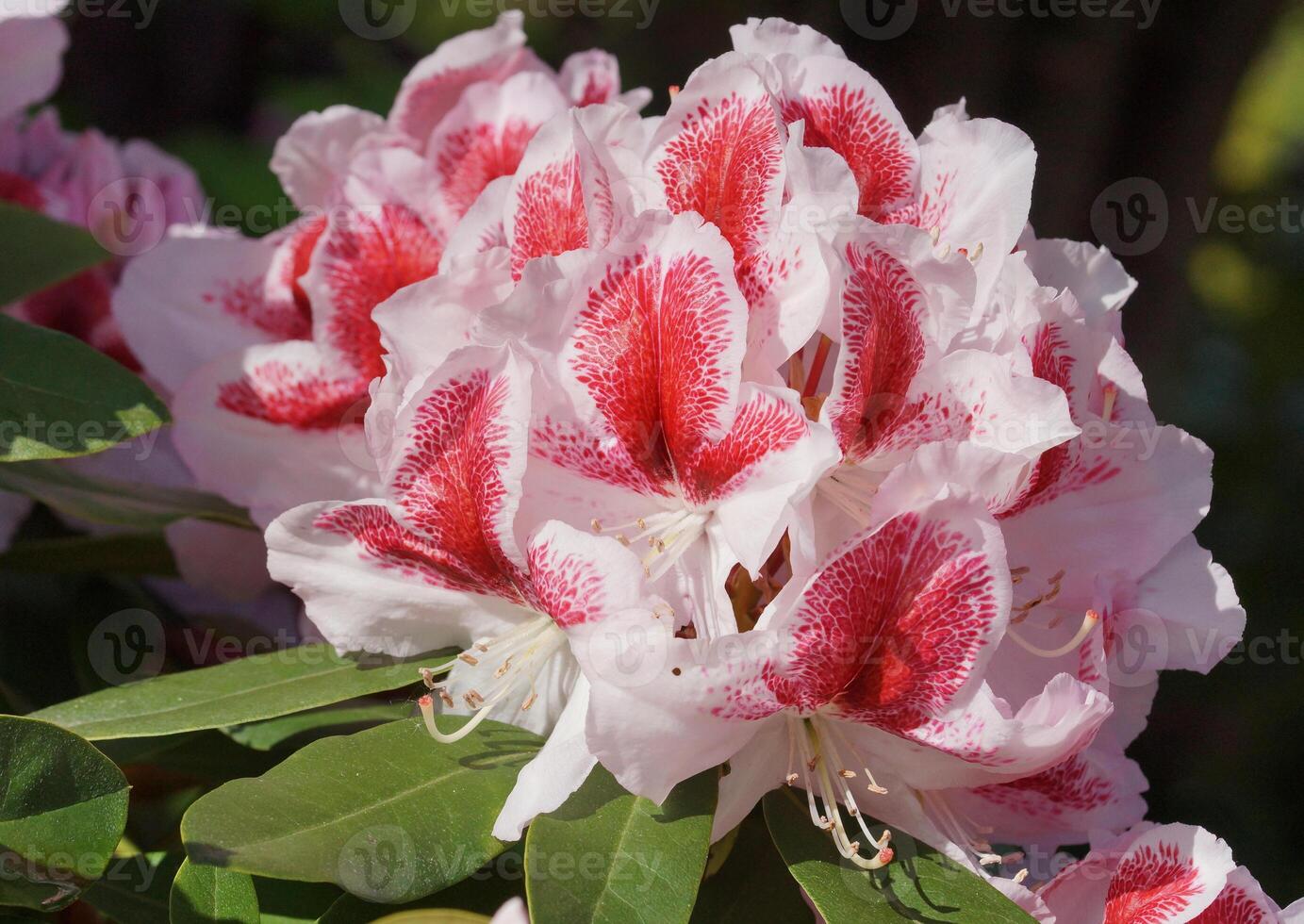 Rhododendron, herald of spring, flower of the gardens photo
