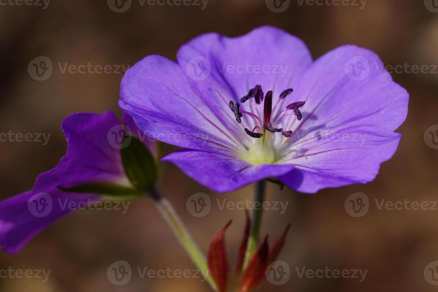 Cranesbill, Geranium cinereum photo