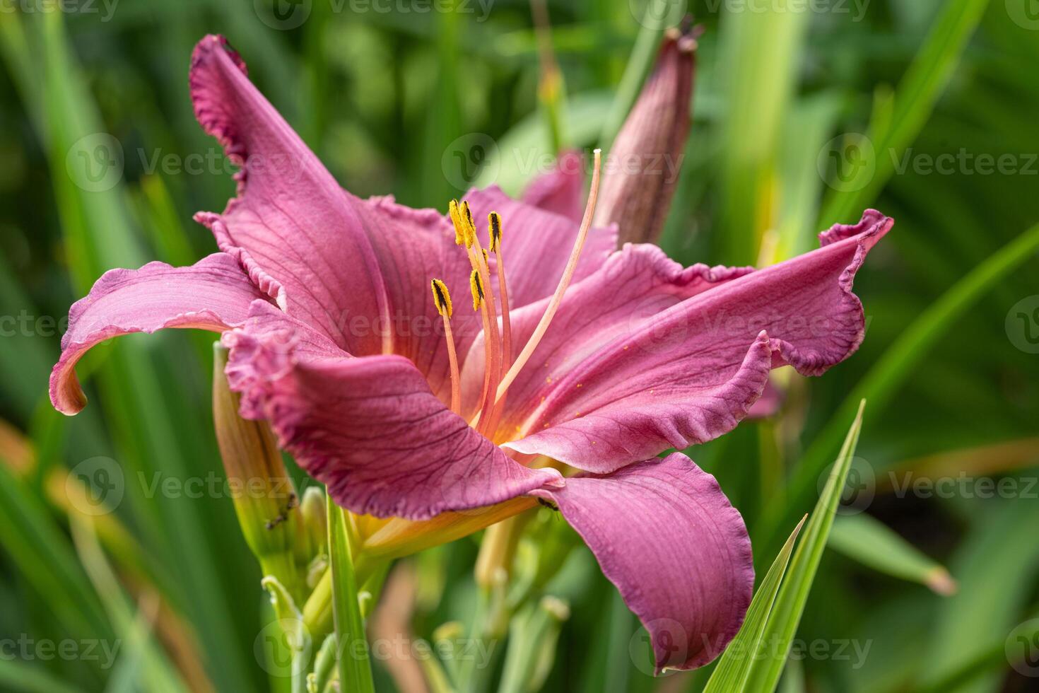 Day lily, Hemerocallis photo
