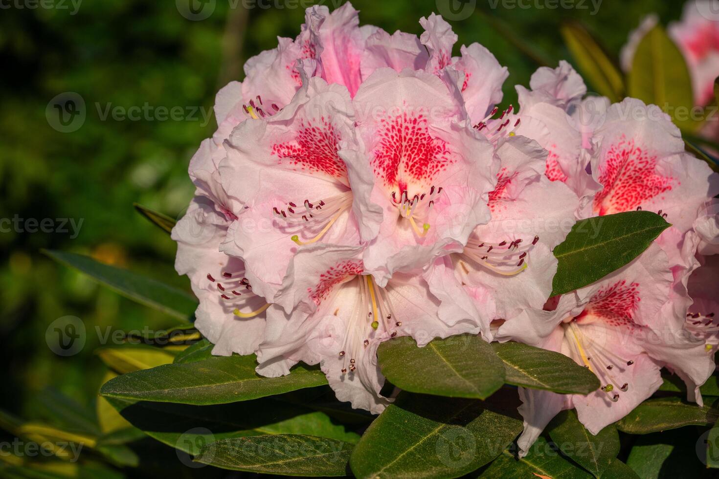 Rhododendron Hybrid Kromlauer Parkperle, Rhododendron hybrid photo