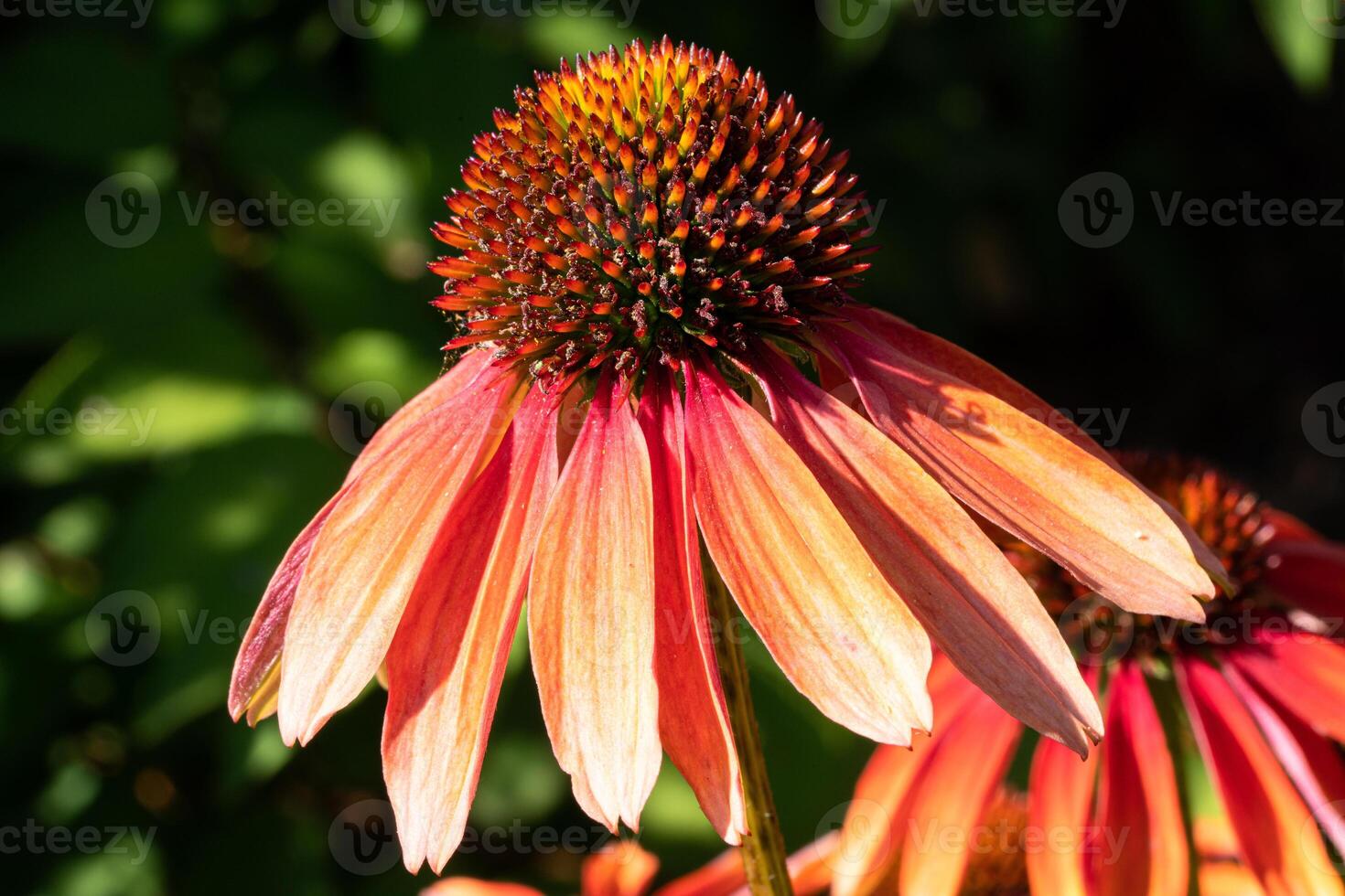 Coneflower, Echinacea purpurea photo