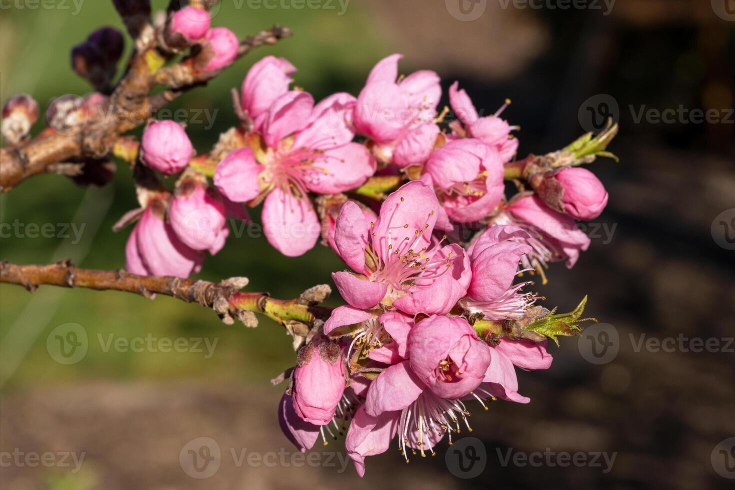 Nectarine tree, Prunus persica photo