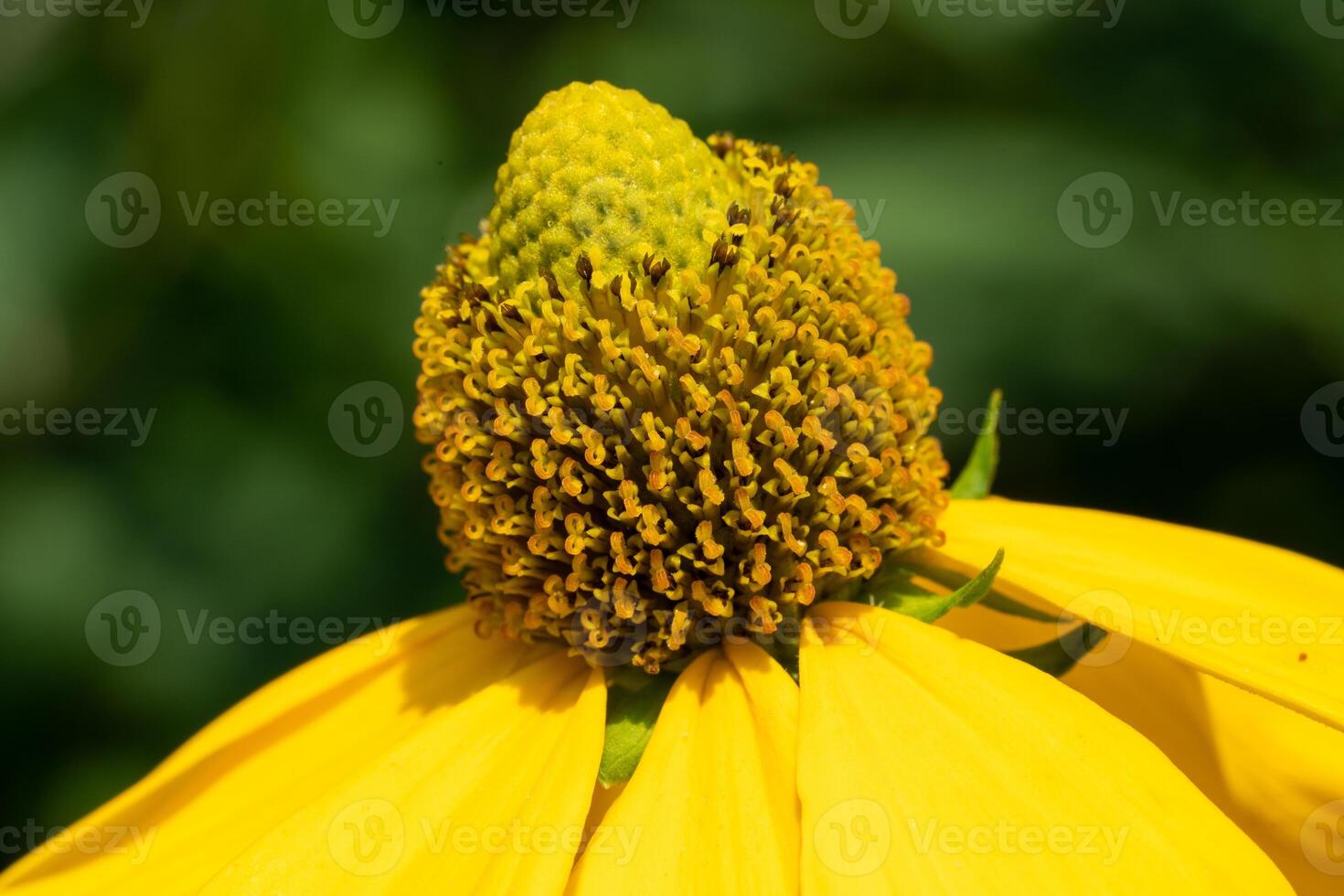 Shiny Coneflower, Rudbeckia nitida photo