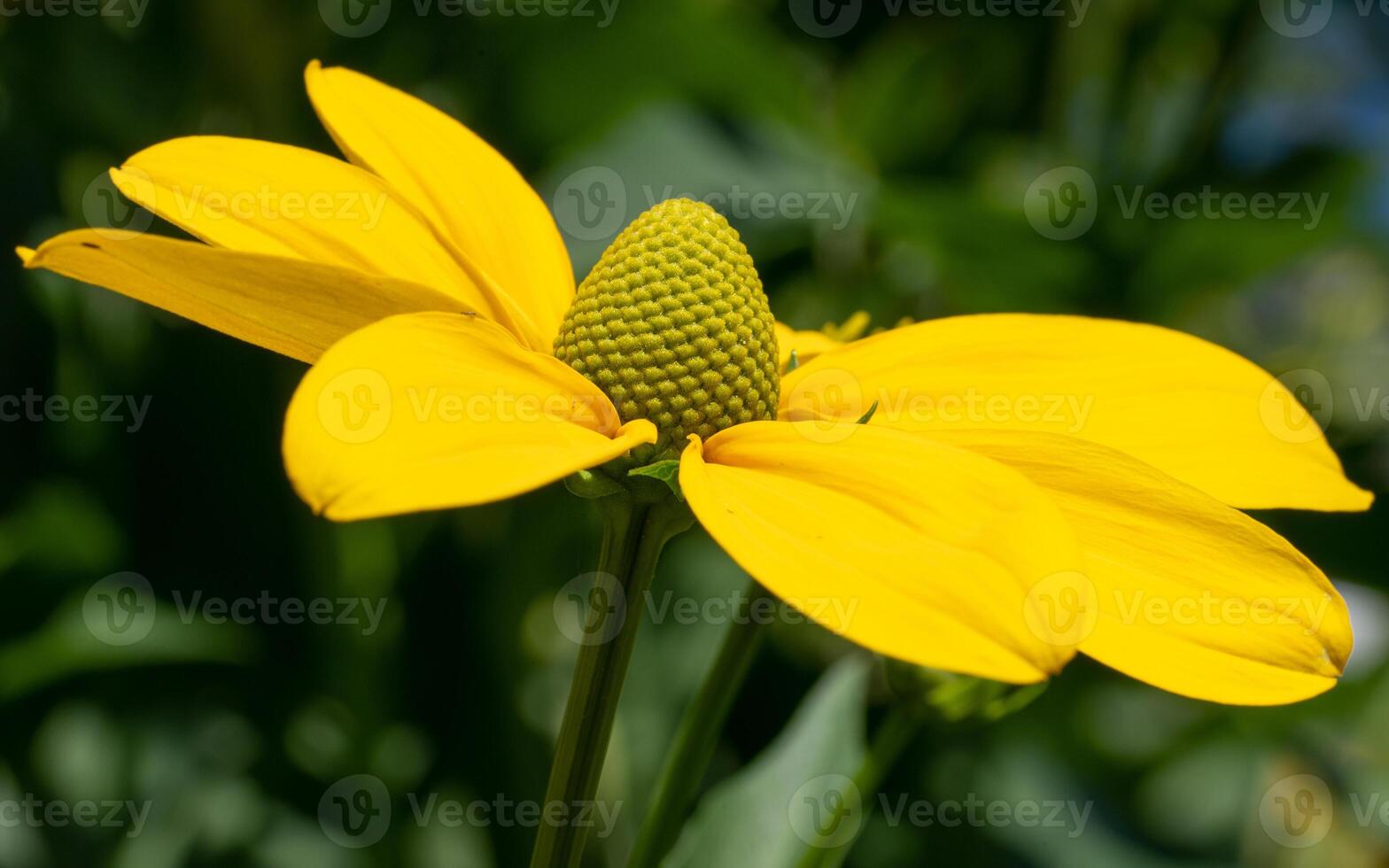 Shiny Coneflower, Rudbeckia nitida photo