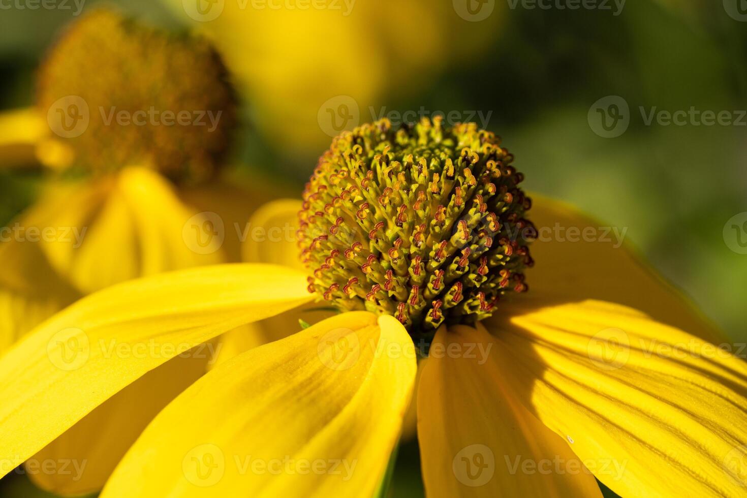 Shiny Coneflower, Rudbeckia nitida photo