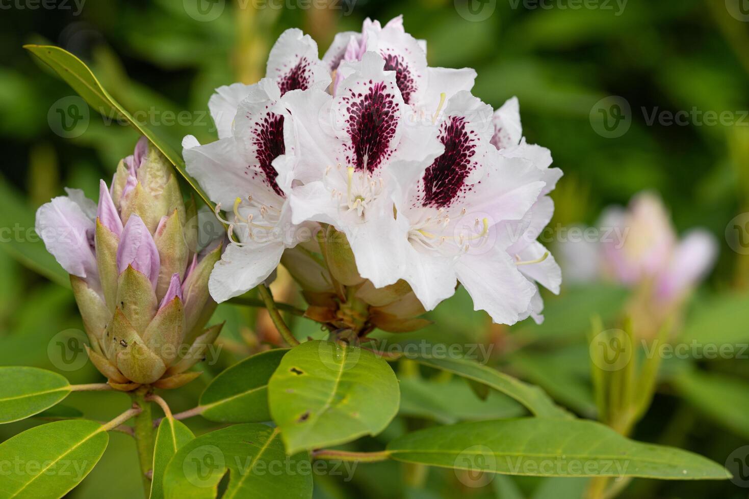 Rhododendron Hybrid Calsap, Rhododendron hybrid photo