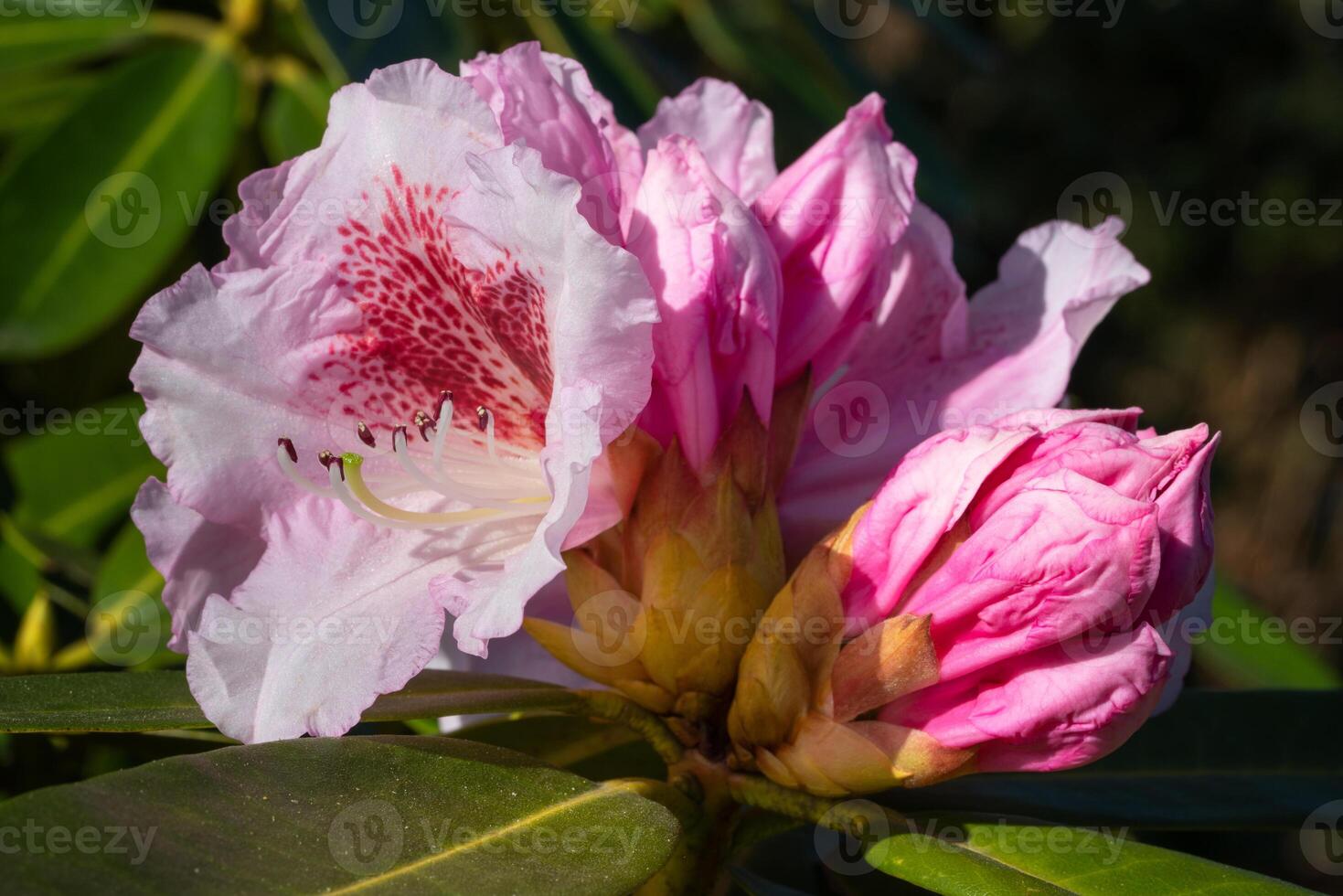Rhododendron Hybrid Belami, Rhododendron hybrid photo