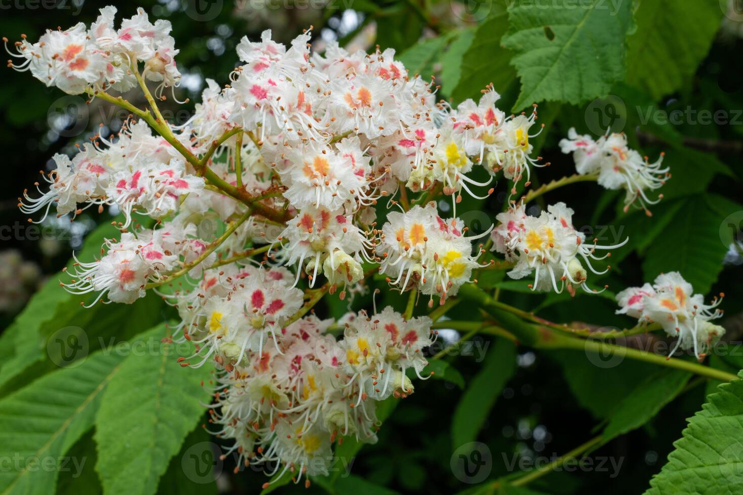 Conker tree, Aesculus hippocastanum photo