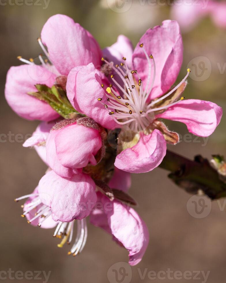 Nectarine tree, Prunus persica photo
