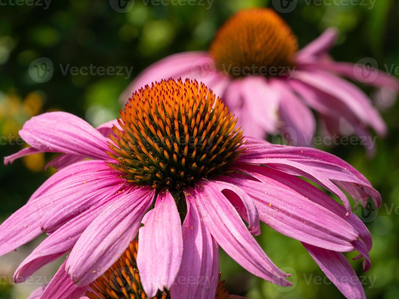 Coneflower, Echinacea purpurea photo