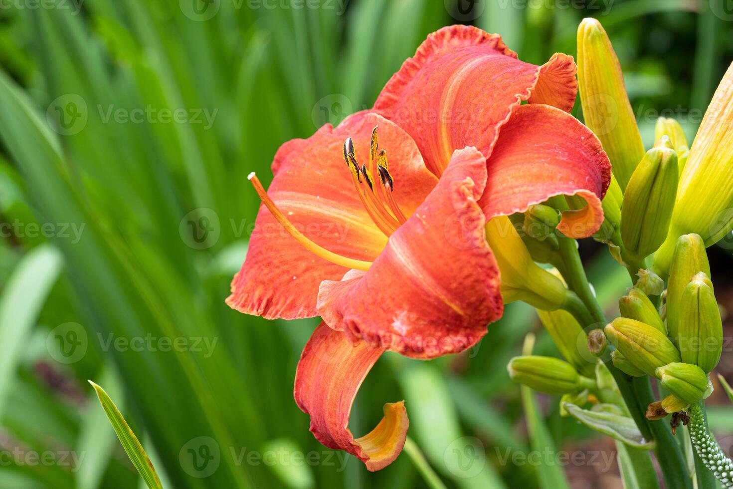 Day lily, Hemerocallis photo