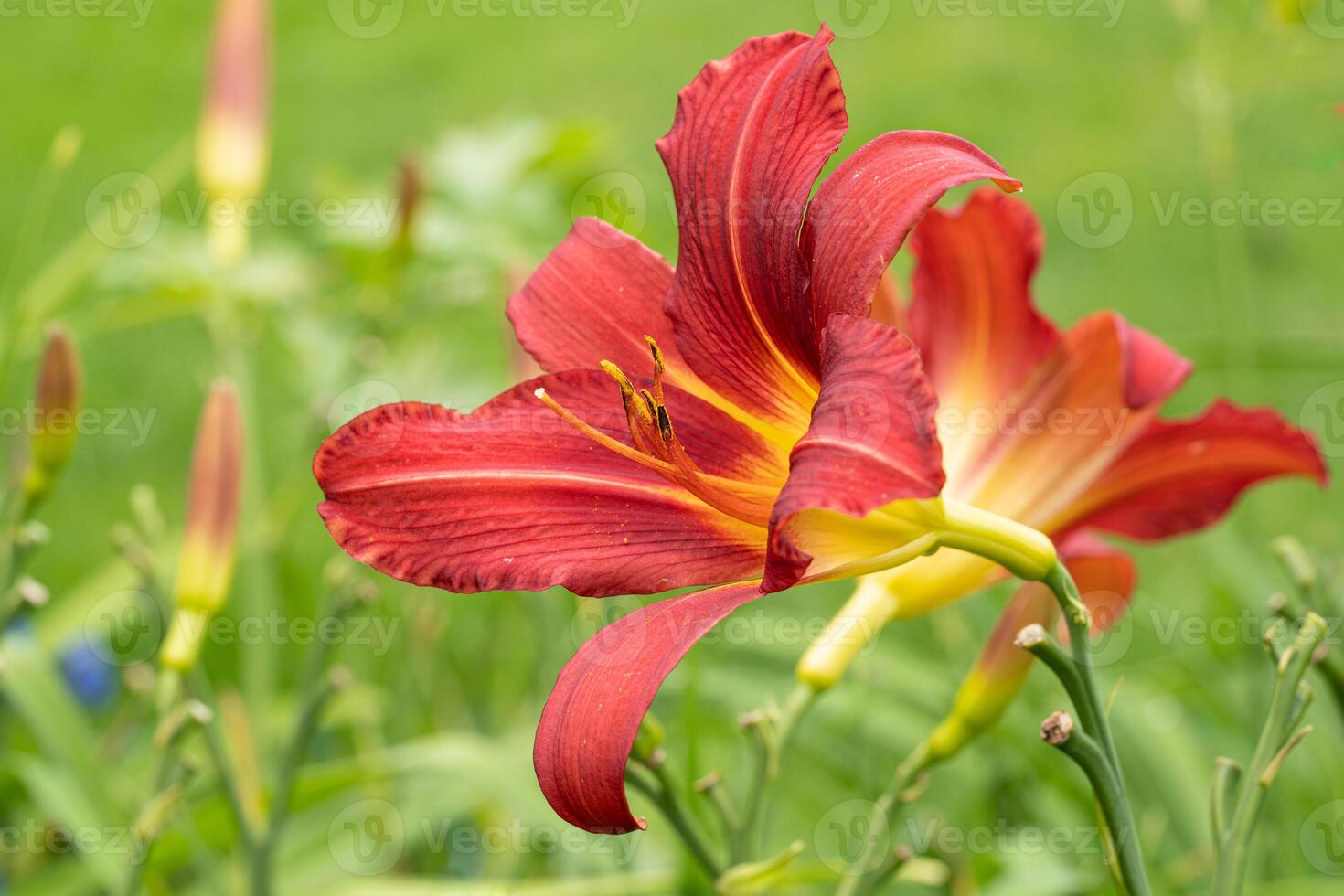 Day lily, Hemerocallis photo