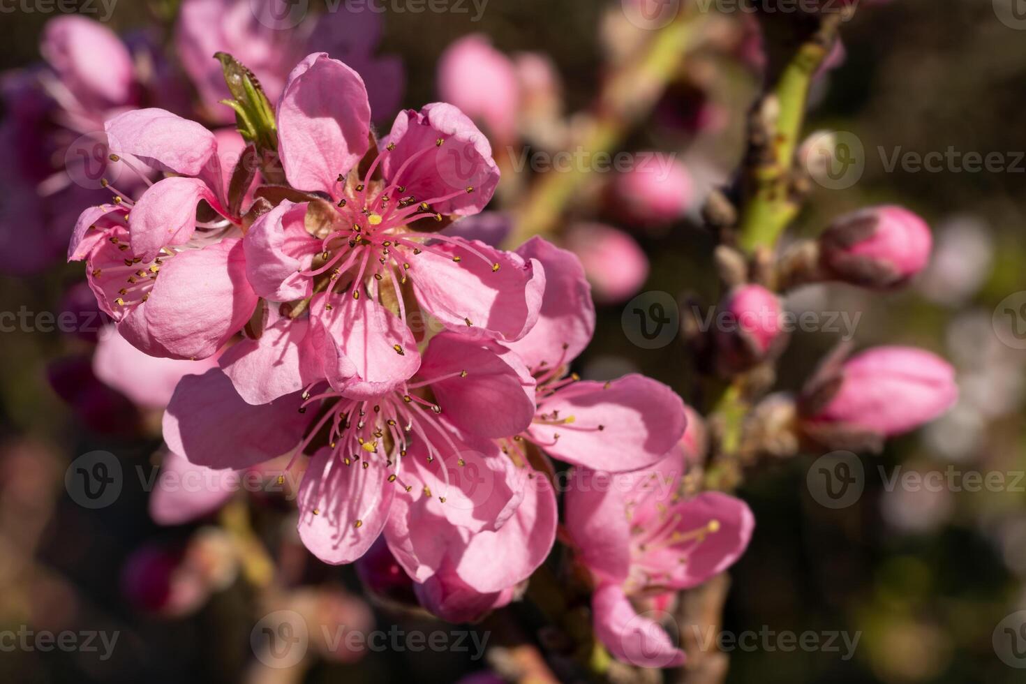 Nectarine tree, Prunus persica photo