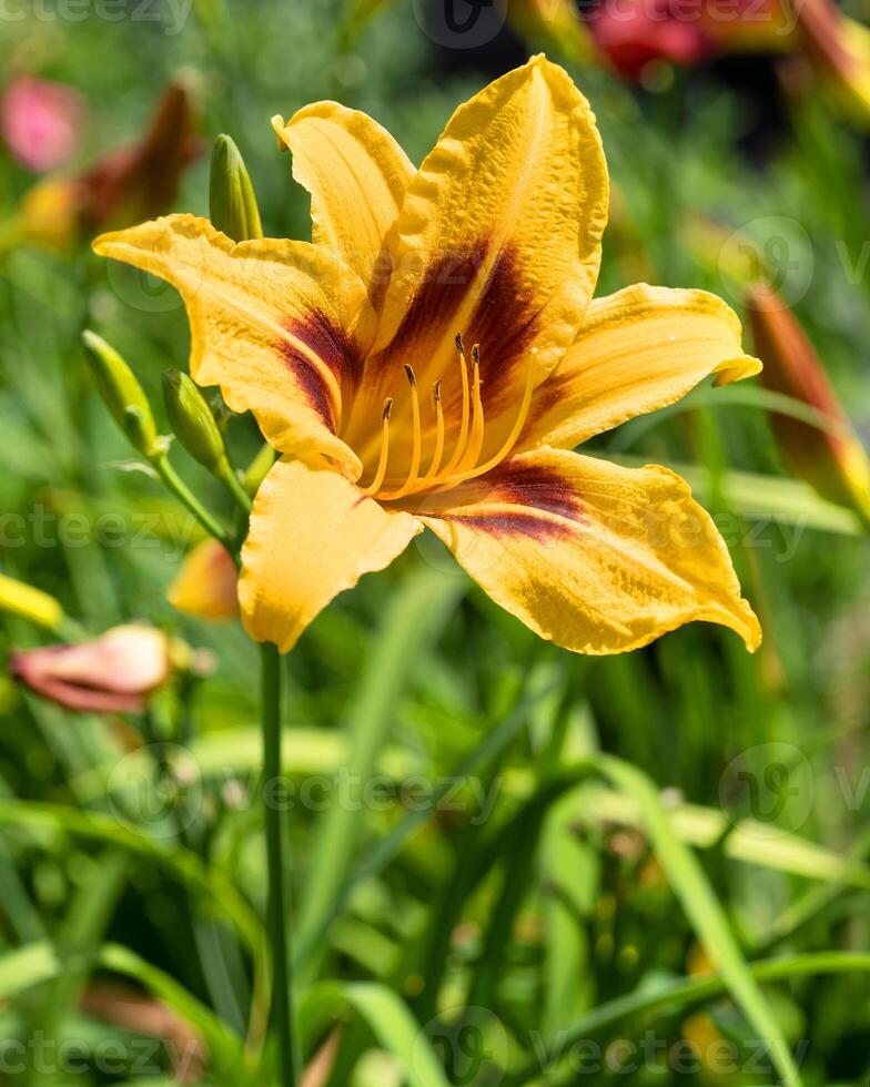 Day lily, Hemerocallis photo