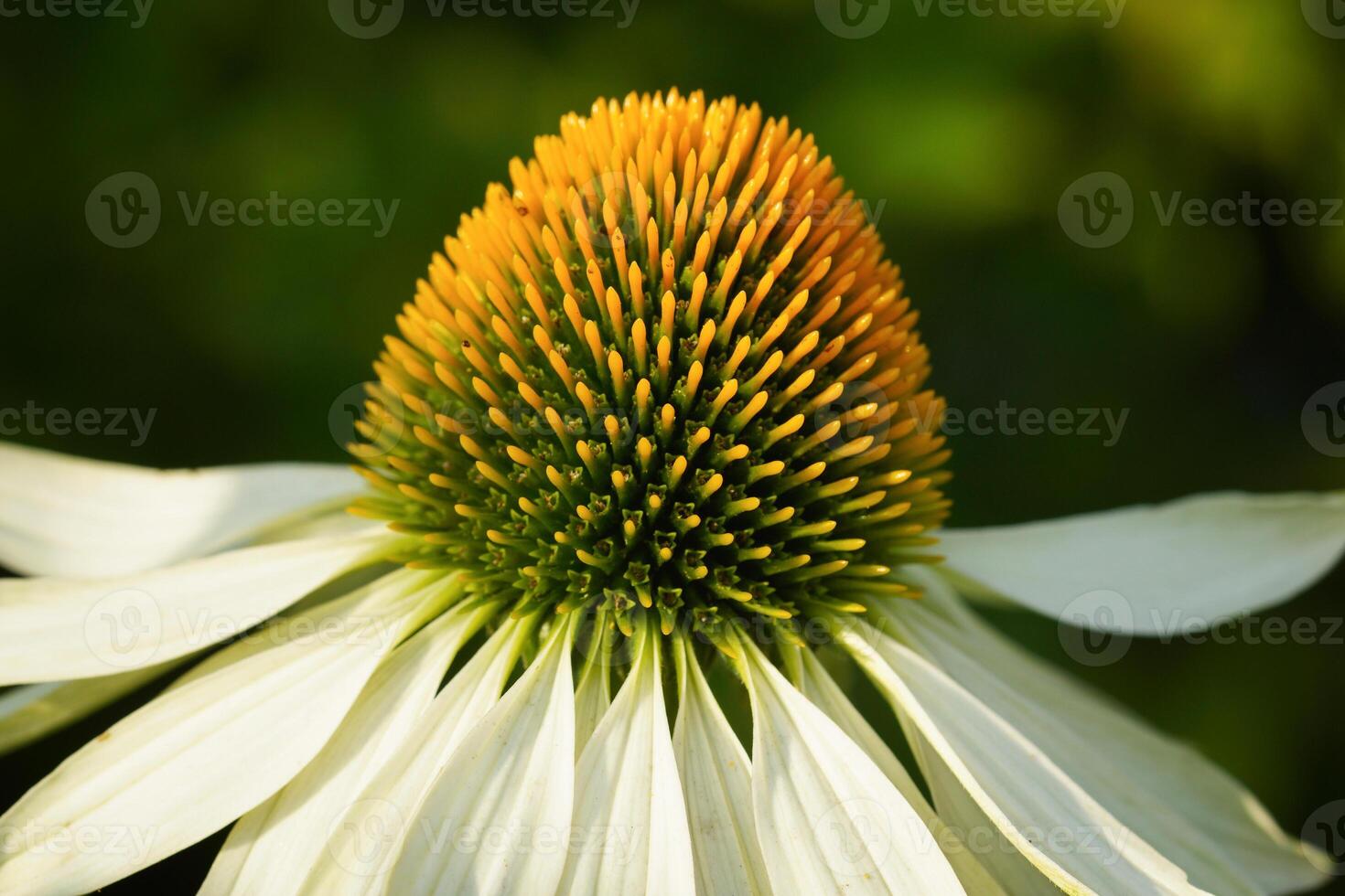 Coneflower, Echinacea purpurea photo