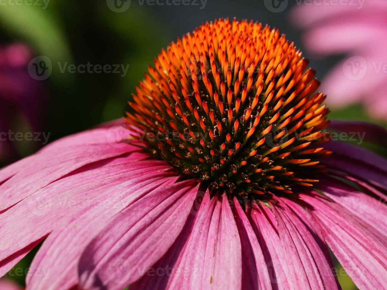 Coneflower, Echinacea purpurea photo
