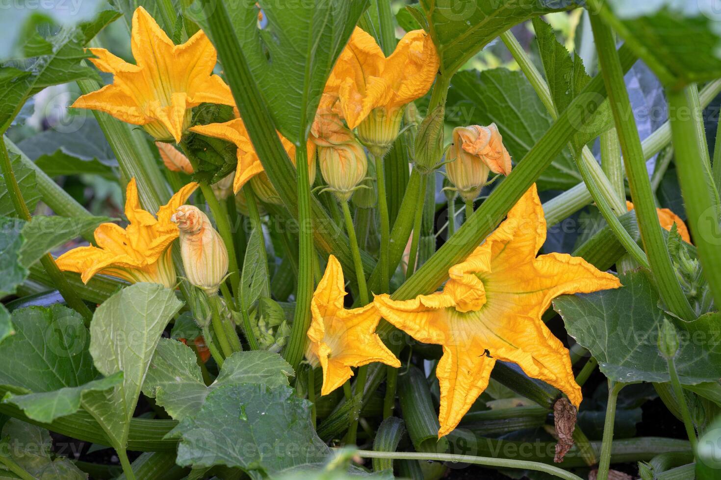 Courgette, Cucurbita pepo photo