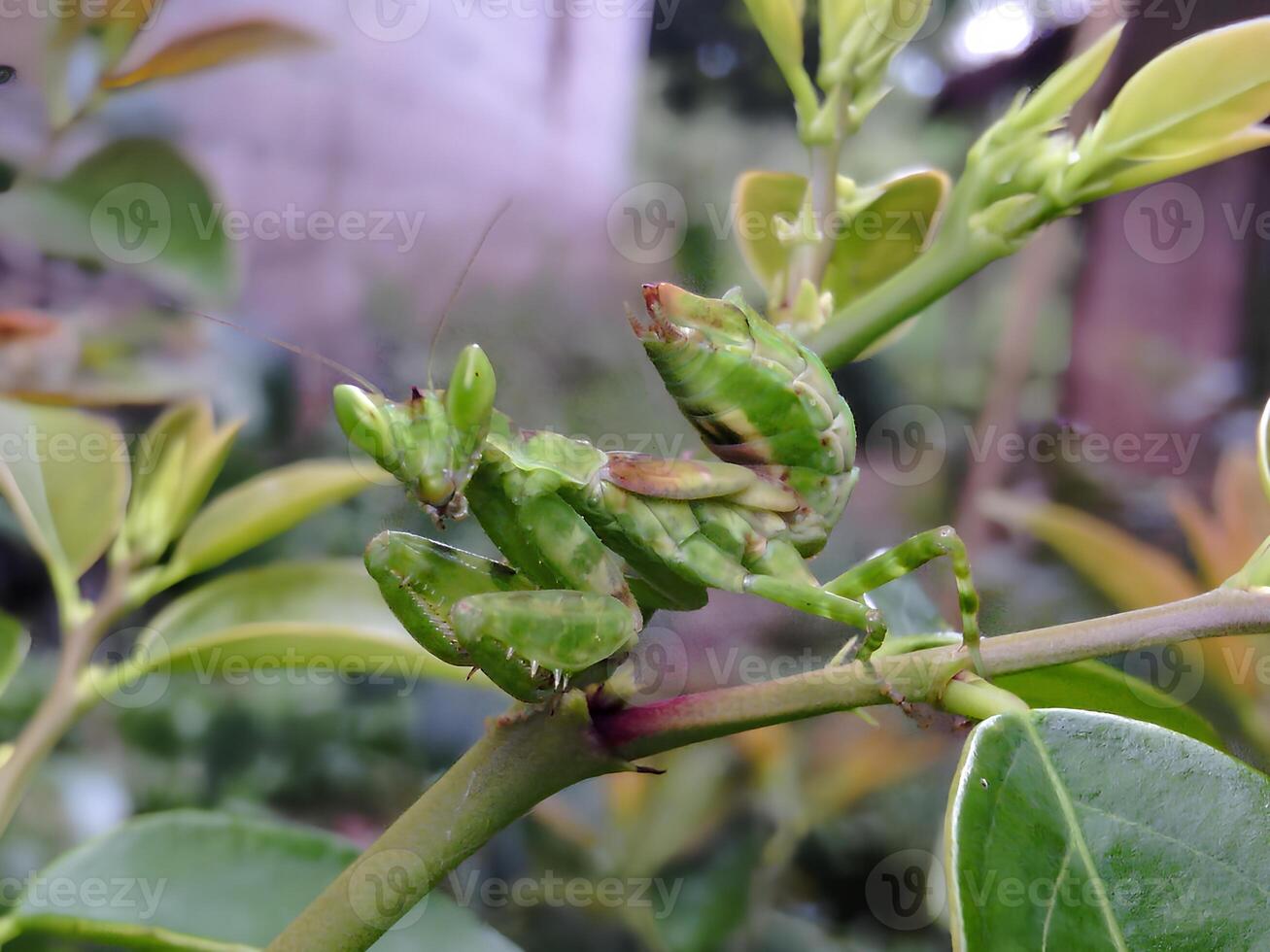 A praying mantisce is perched on a branch photo