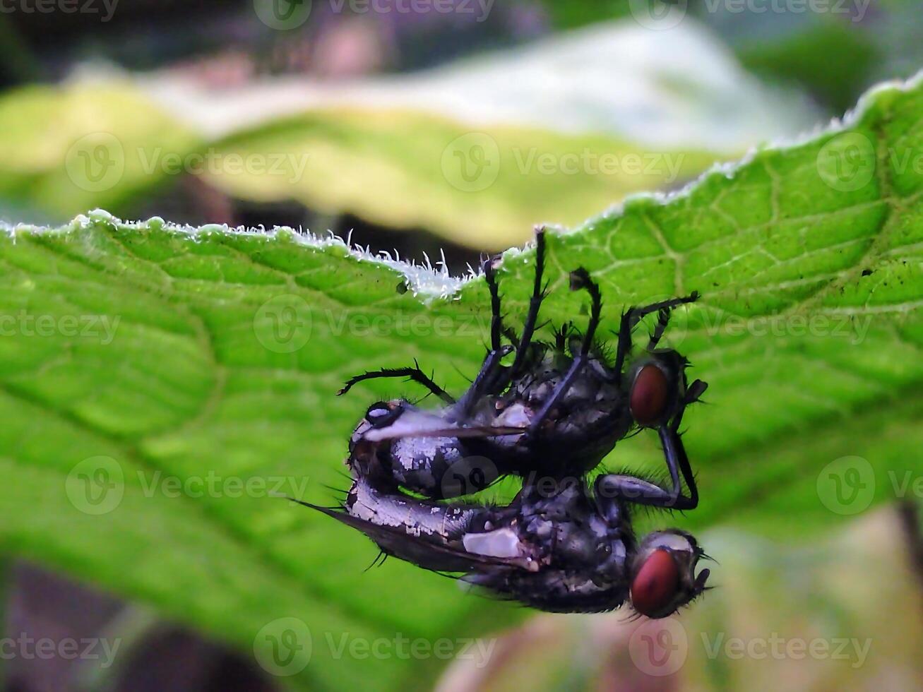 A fly is sitting on a leaf with its wings spread photo