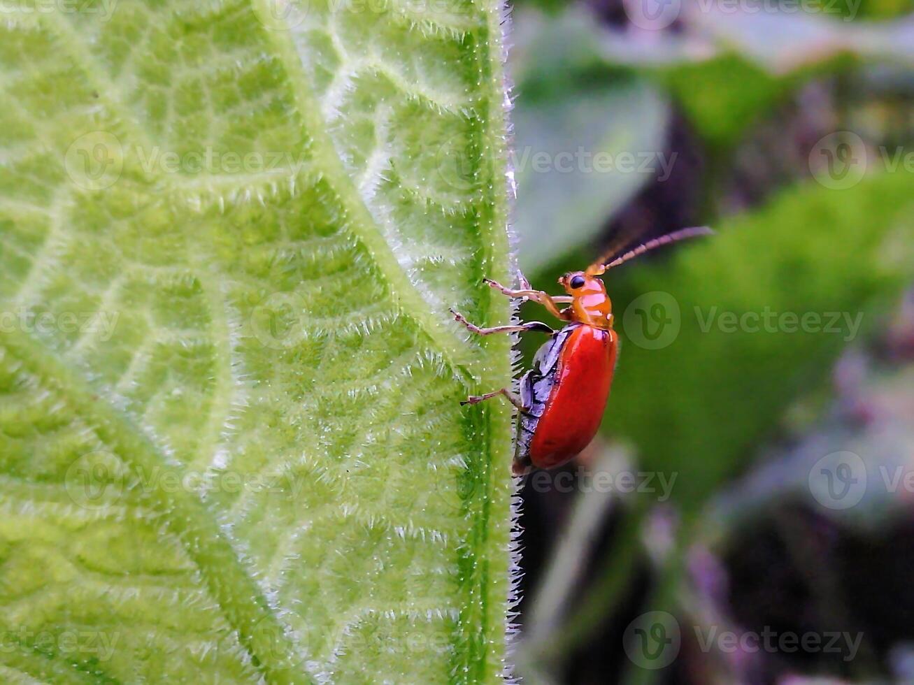 A red bug on a leaf photo