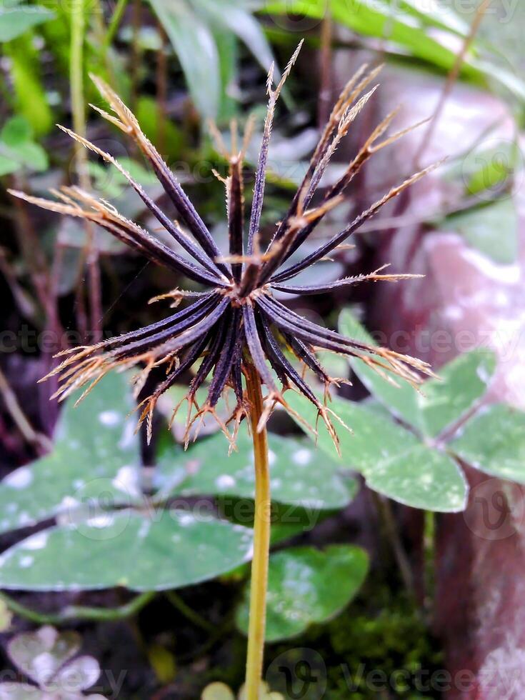 Close-up of a dry, spiky seed head of a Bidens plant standing on a thin stem against a natural background of green leaves and blurred surroundings. photo