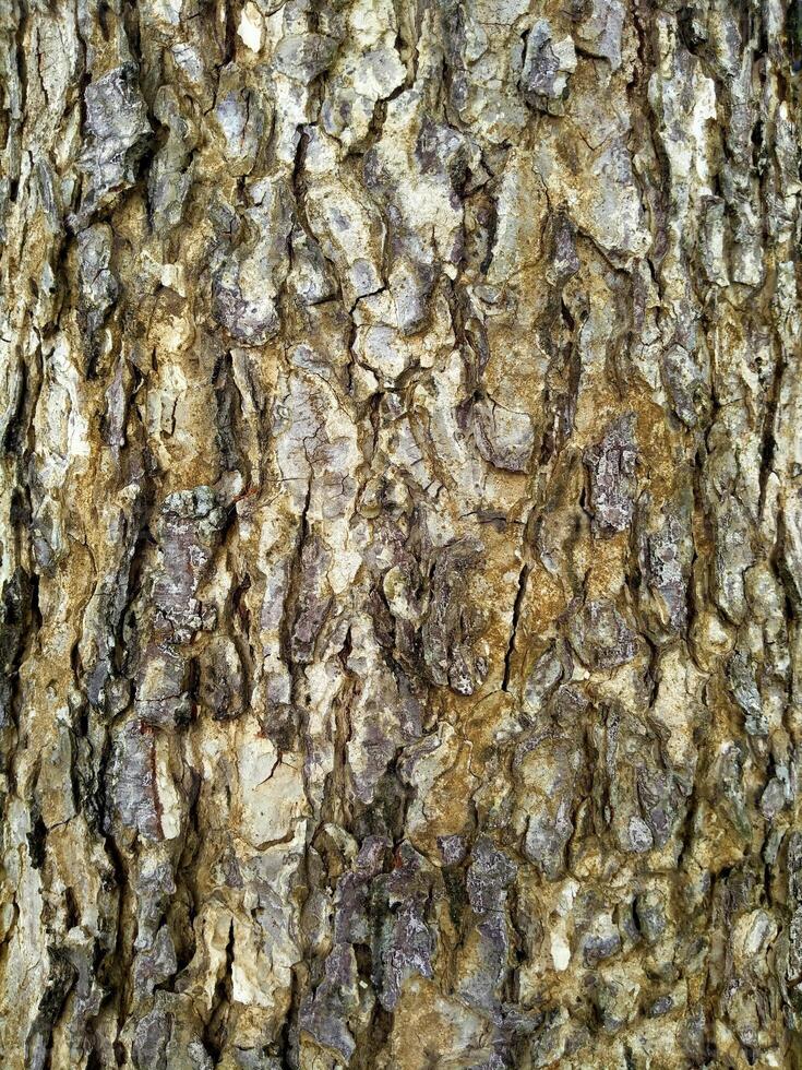 A close up of the bark of a tree photo