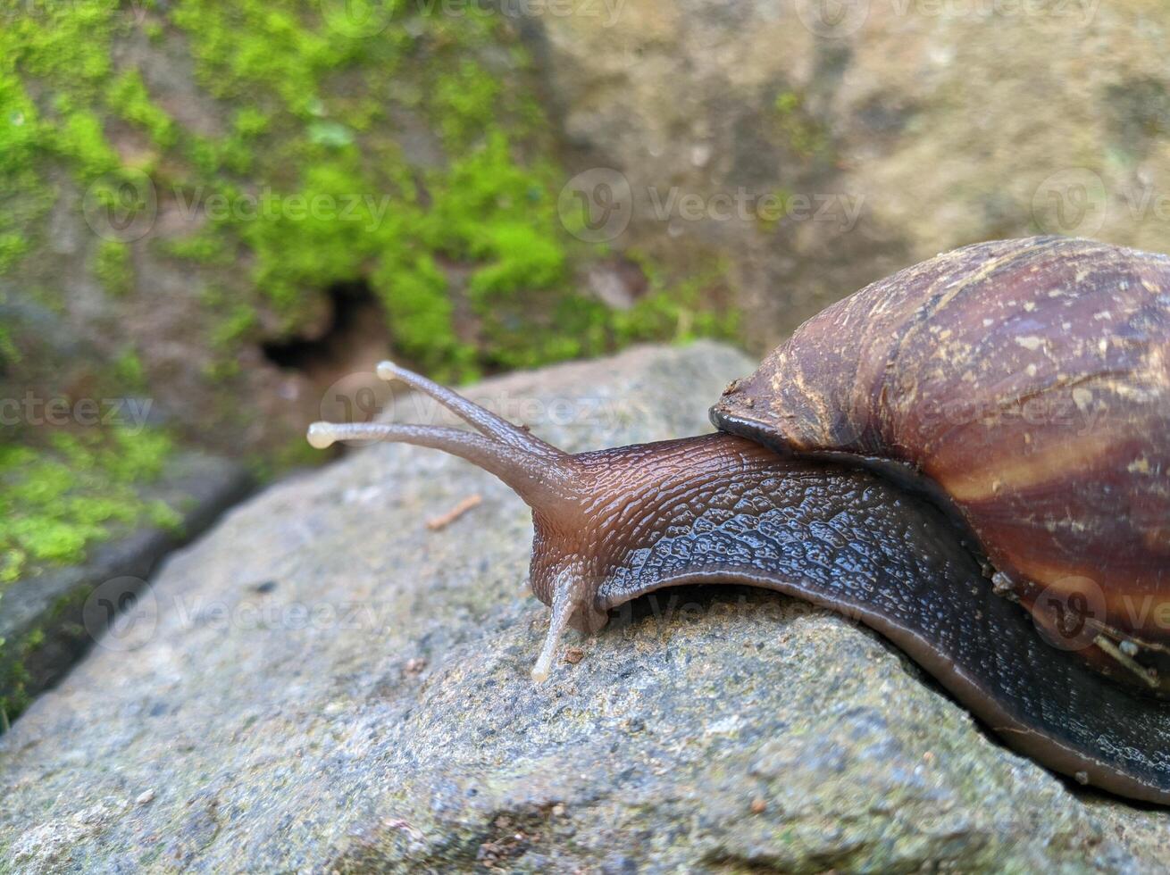 A snail crawling on a rock photo