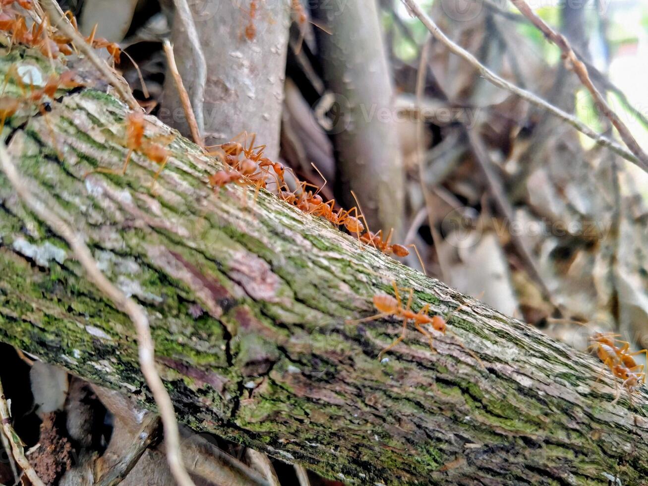 A group of ants on a tree branch photo