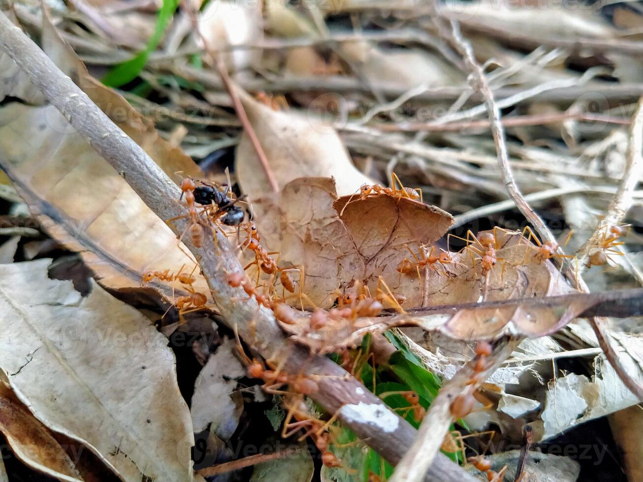 A group of ants walking on the ground photo