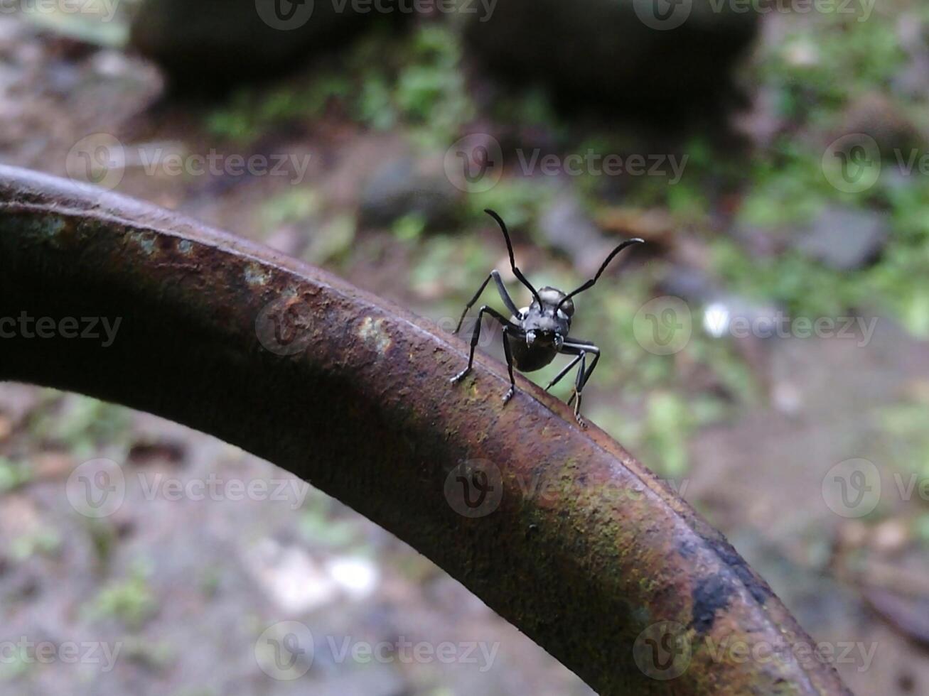 A bug on a rusty metal object photo