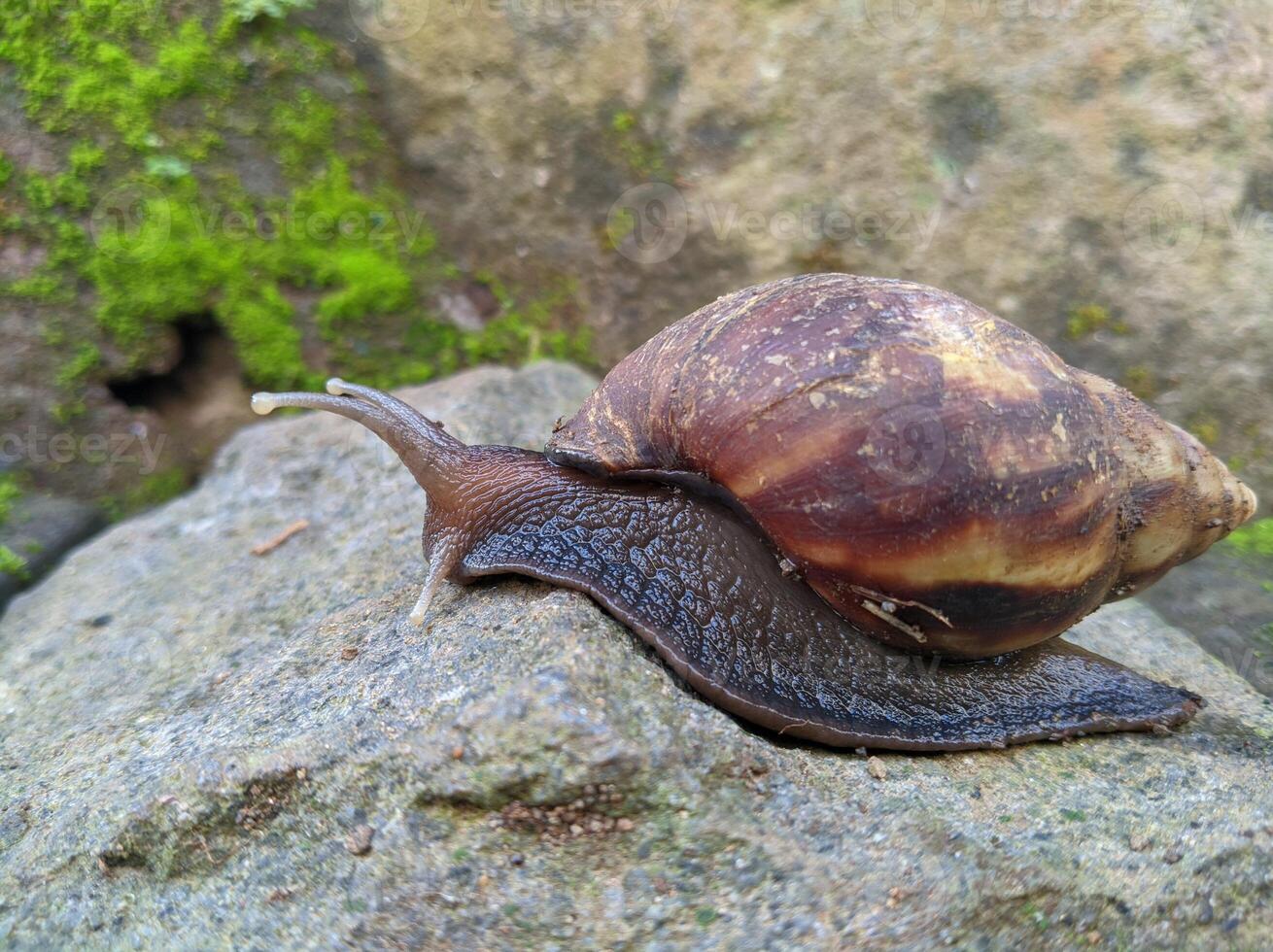 A snail is crawling on a rock photo
