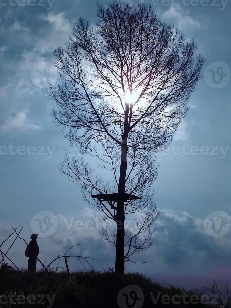 A person standing under a tree with a cross photo