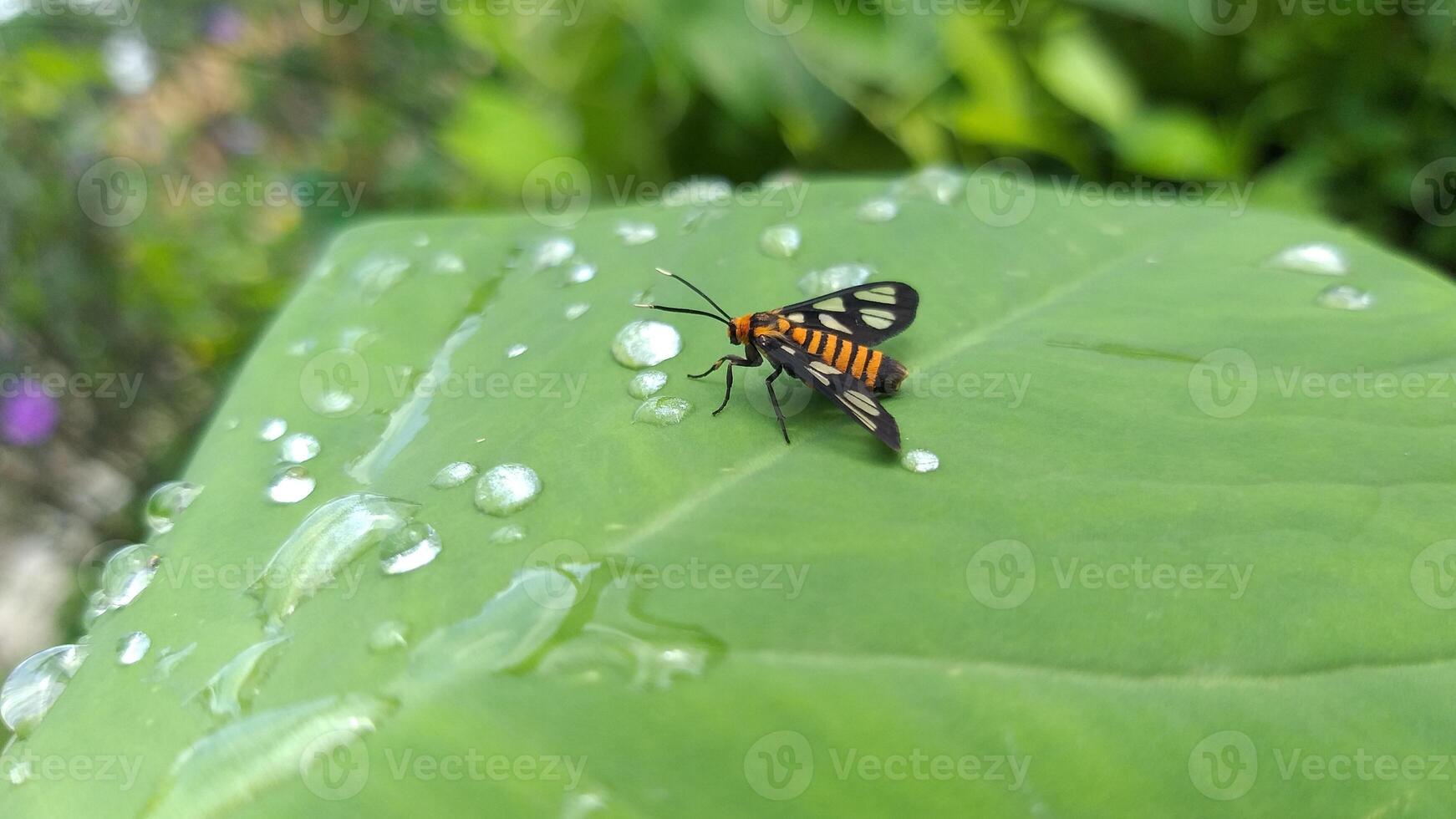 A butterfly sits on a leaf with water droplets photo