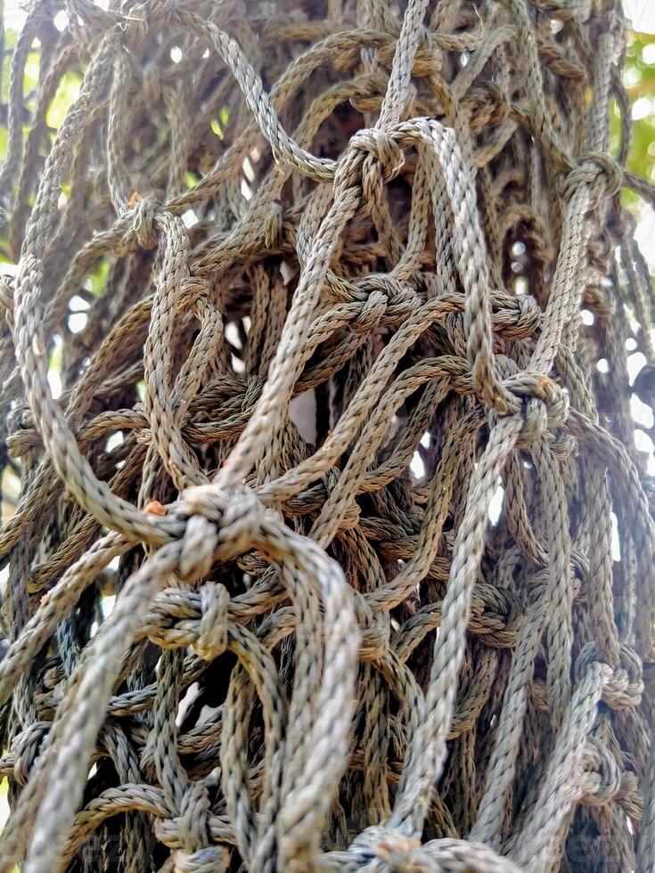 A close up of a rope that is tied to a tree photo