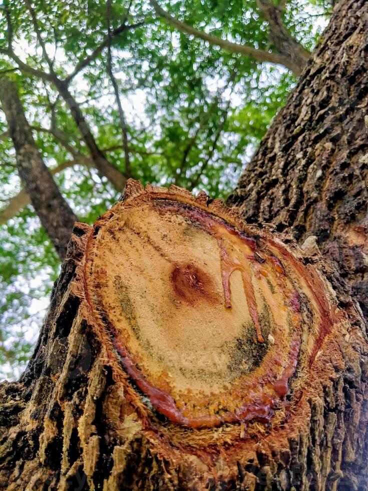 A tree with a cut in it photo