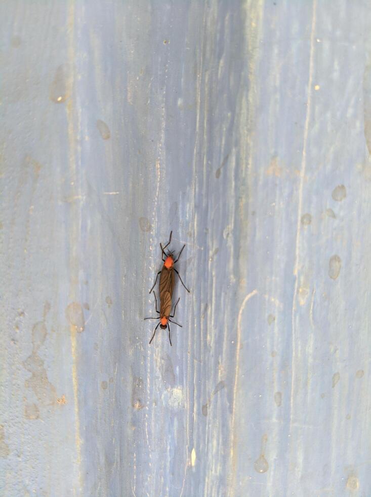 A bug is sitting on a wall photo