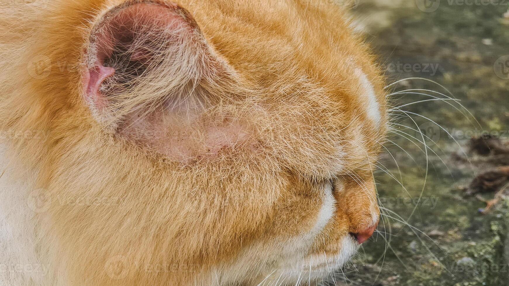 Close-up profile view of a ginger and white cat's face. photo