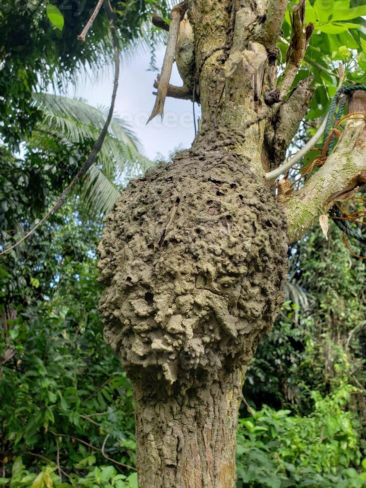 A large, rough-textured termite nest attached to a tree trunk in a lush, green forest environment. photo