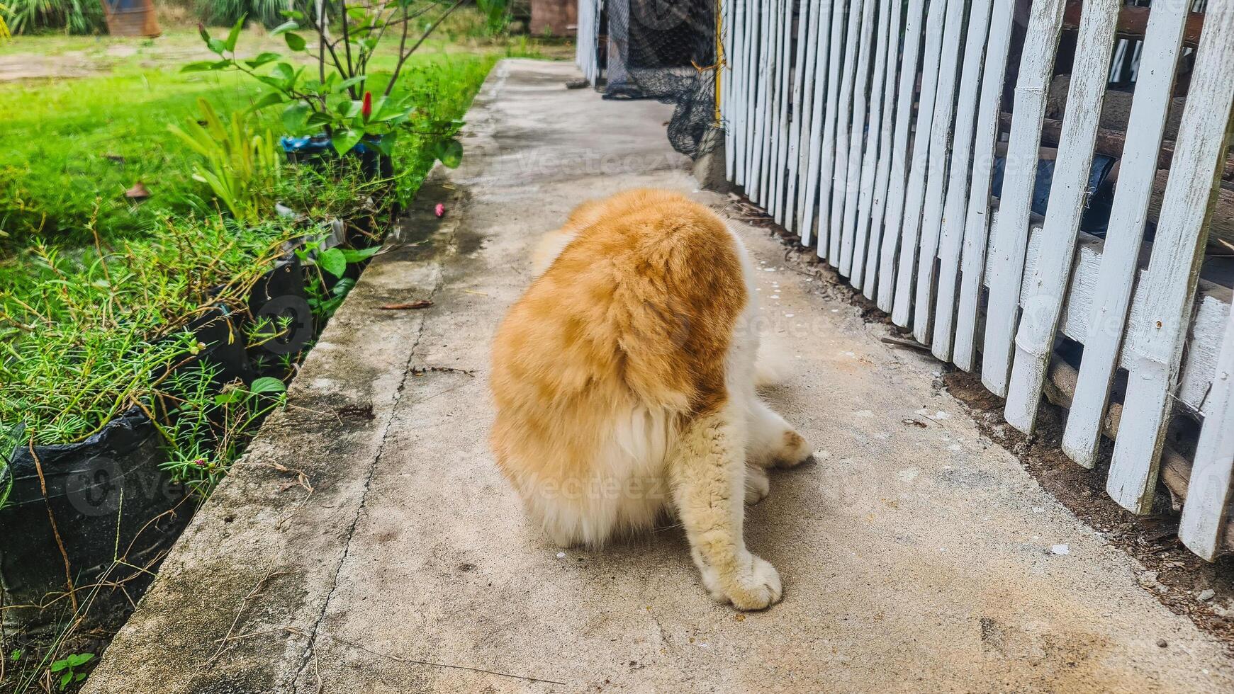 A fluffy, ginger and white cat lounges inside an open refrigerator, seemingly unbothered by the cold. photo