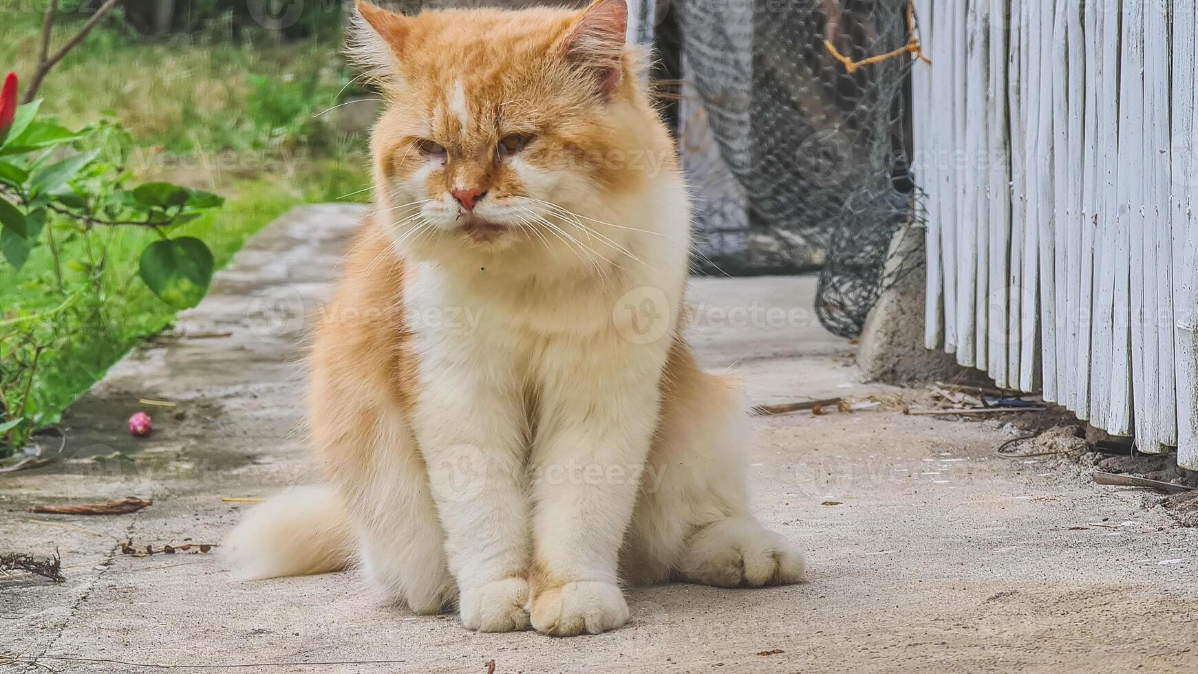 A fluffy, ginger and white cat lounges inside an open refrigerator, seemingly unbothered by the cold. photo