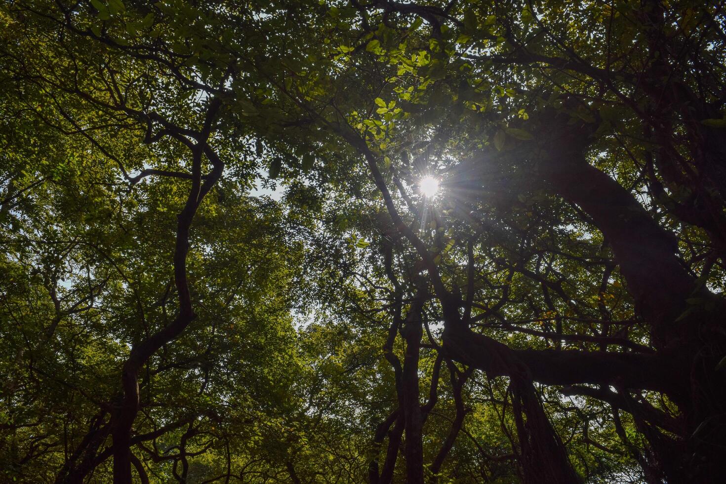 Warm sunlight breaks through the thick foliage of trees, illuminating a tranquil forest setting. The dappled light creates an inviting and peaceful atmosphere. photo