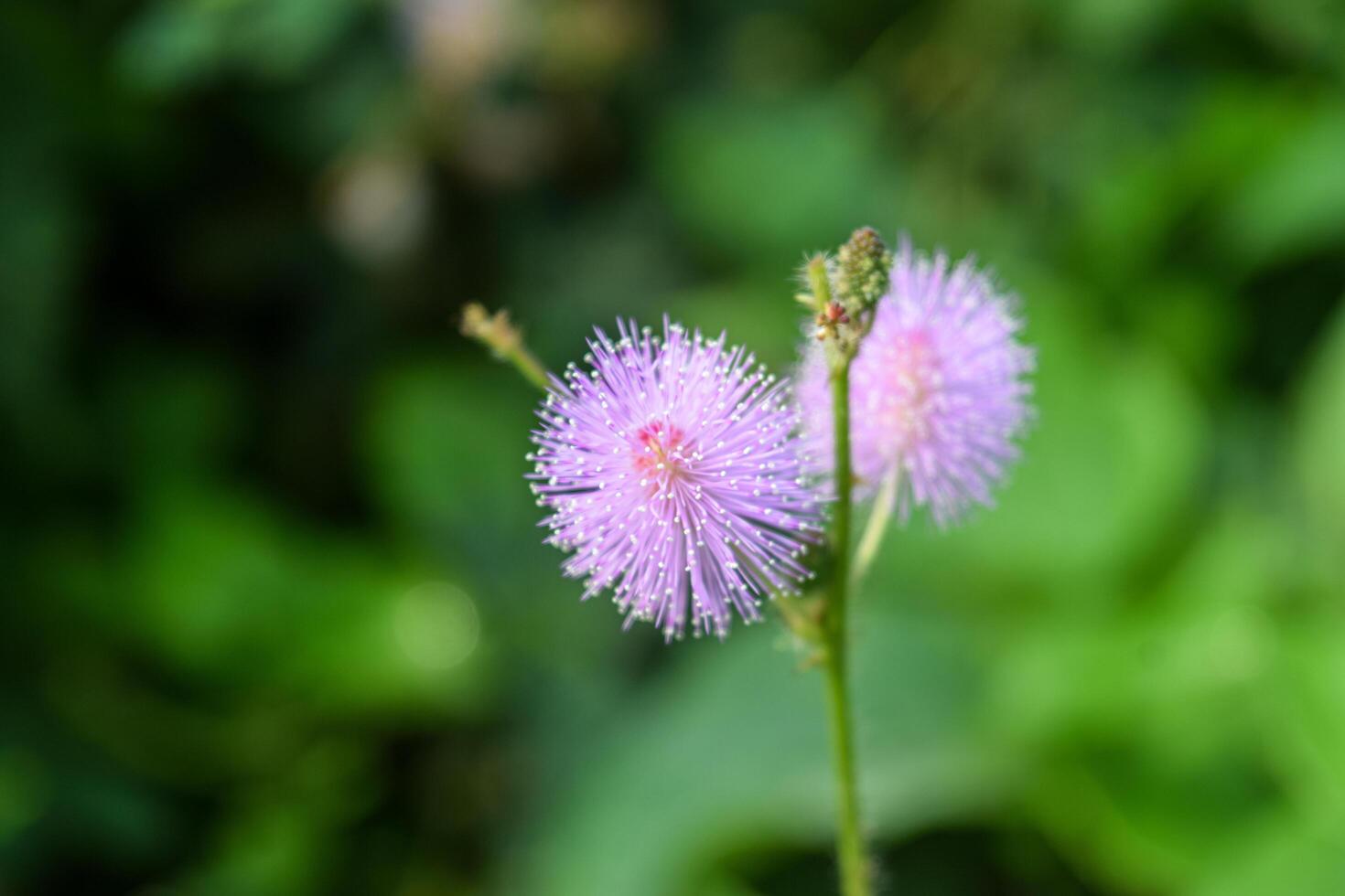 Two round, fluffy, purple flowers emerge amidst vibrant greenery, highlighting the beauty of spring and the intricate details of nature's design. photo